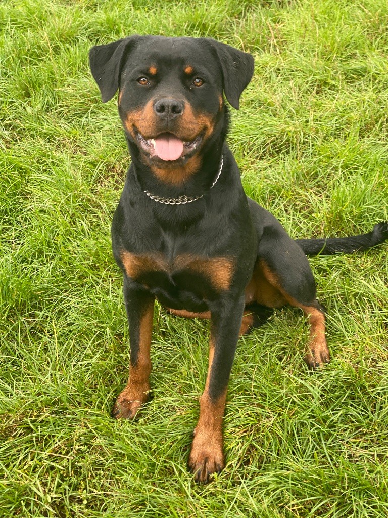 Valeria der Engel von Périgord