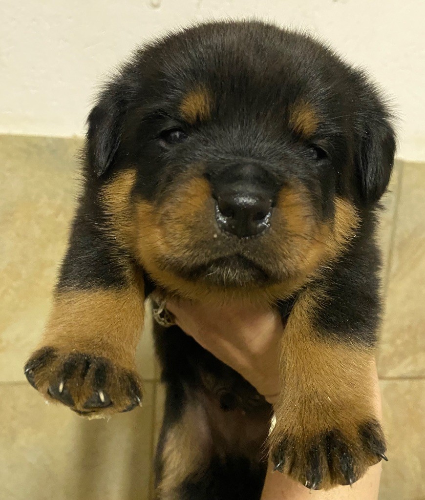 der Engel von Périgord - Chiots disponibles - Rottweiler