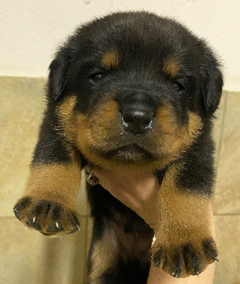 CHIOT