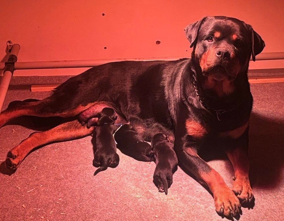 Chiot Rottweiler der Engel von Périgord